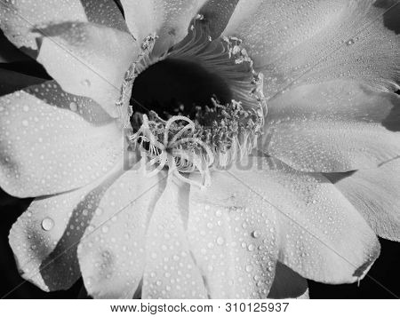 Part Of A Flower Blooming Cactus Echinopsis Obrepanda Black And White. Close Up
