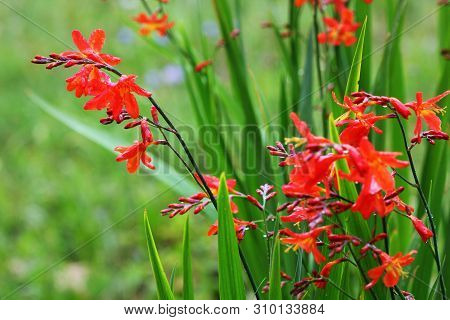 Crocosmia Or Montbretia Plant In Bloom With Orange Flowers