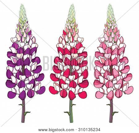 Vector Set With Outline Red And Pink Lupin Or Lupine Or Bluebonnet Ornate Flower Bunch With Bud Isol