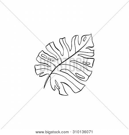 Philodendron Plant Line Art Illustration. Houseplant Split Leaf Hand Drawn Drawing. Silver Cloud, Mo
