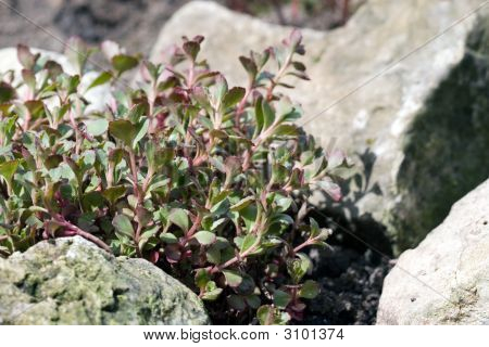 Saxifraga Umbrosa fra le pietre.