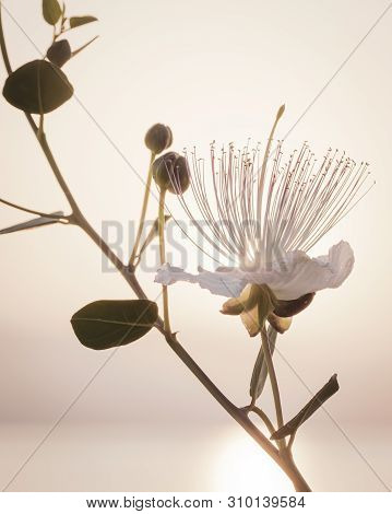 Silhouette Of Capparis Branch On Background Of Morning Sky With Rising Sun. Capers Flower In Sunligh