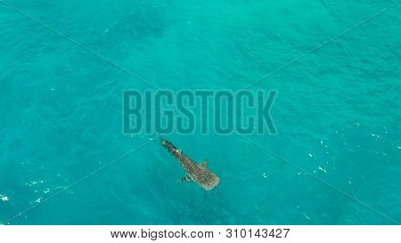 Whale Shark In Blue Water In The Open Sea From Above. Whale Shark In The Wild Wildlife. Philippines,