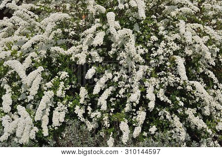 White Flowers Of Spiraea Arguta, A Meadowsweet Hybrid Shrub, In Spring Garden