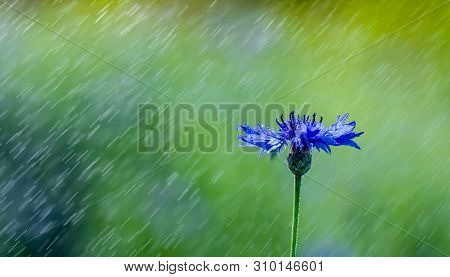 Beautiful Flowers Of A Wolf On A Green Meadow On A Warm Summer Day After The Rain.