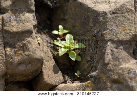Picture Of A Green Plant Against A Background Of Stones