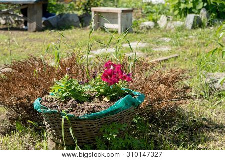 Red Flowers In A Basket In The Garden