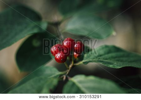 Poisonous Red Berries Fly Honeysuckle On A Green Background Close Up. Lonicera Xylosteum, Honeysuckl