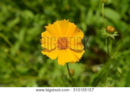 Star Tickseed Orange Flower - Latin Name - Coreopsis Pubescens