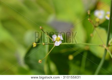 Common Water Plantain - Latin Name - Alisma Plantago-aquatica