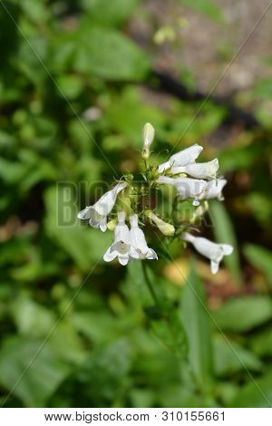Cobaea Beardtongue White Flower - Latin Name - Penstemon Cobaea