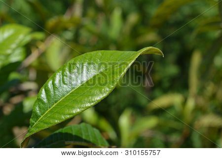 Japanese Medlar Leaf - Latin Name - Eriobortya Japonica