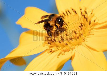 Maxican Sunflower.honey Bee Collecting Nectar From Yellow Sunflower Field
