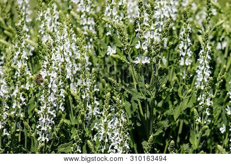 Close-up Of Medicinal Plant White Sage Or Salvia
