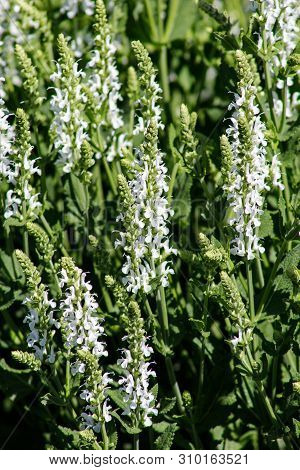 Close-up Of Medicinal Plant White Sage Or Salvia