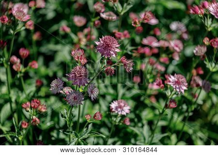 Pink Flowers Are Astrantia Major Cultivar Roma