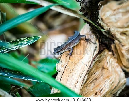 A Japanese Grass Lizard, Takydromus Tachydromoides, Rests On A Log In A Forest In Sagamihara, Japan.