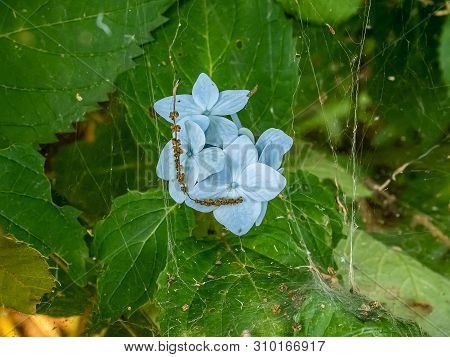 Light Blue Hydrangea Petals Caught In A Spiderweb In A Cluster Of Hydrangea Bushes.