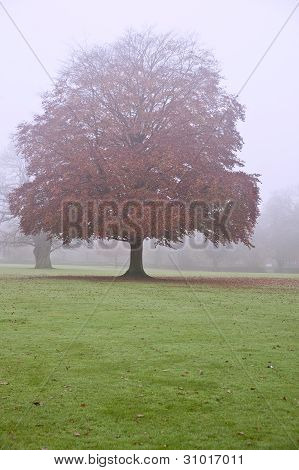 Foggy Misty Autumn Forest Landscape At Dawn