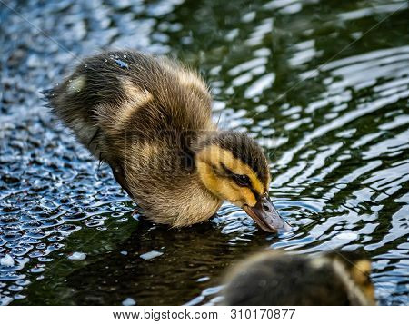 An Eastern Spot-billed Duckling, Anas Zonorhyncha, Waddles Through The Shallows Of A Water Feature I
