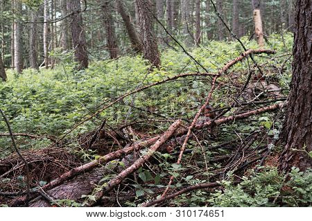 Unmaintained Wild Forest Floor In National Park In Bieszczady Mountains, Poland.