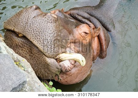 Close Up Old Hippopotamus Long Tooth N The Zoo