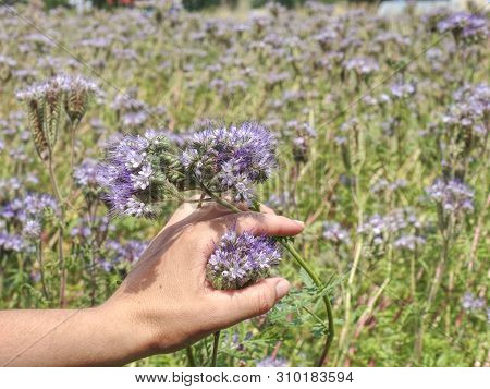 Farmer Woman Check Phacelia Tanacetifolia In Blossom Field. Phacelia Is Known As  Blue Tansy Or Purp