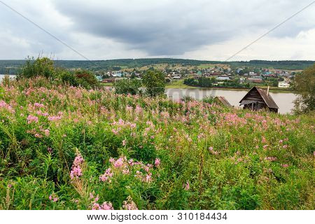 Flowers Of The Fireweed, Growing On The River Bank. Aerial Vew Of The Village. Village Of Visim, Sve