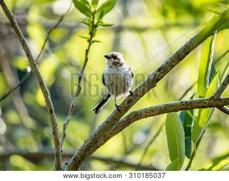 A Japanese Long-tailed Bushtit ,aegithalos Caudatus Trivirgatus, Perches In A Tree While Foraging Fo