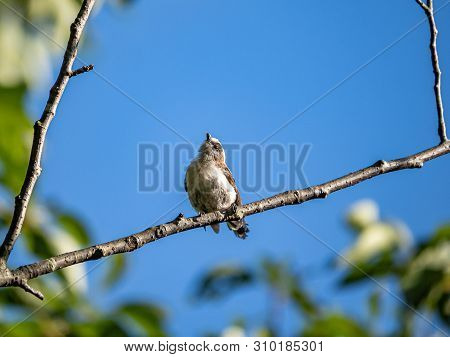 A Japanese Long-tailed Bushtit ,aegithalos Caudatus Trivirgatus, Perches In A Tree While Foraging Fo