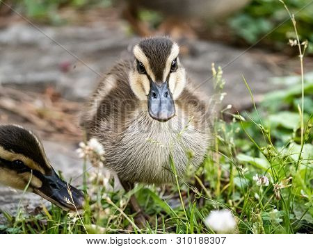 An Eastern Spot-billed Duckling, Anas Zonorhyncha, Picks Through The Grass For Food In A Japanese Pa