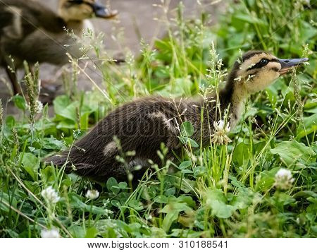 An Eastern Spot-billed Duckling, Anas Zonorhyncha, Picks Through The Grass For Food In A Japanese Pa