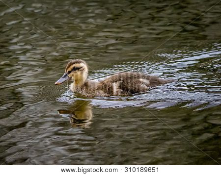 An Eastern Spot-billed Duckling, Anas Zonorhyncha, Swims Through A Water Fountain In A Japanese Park