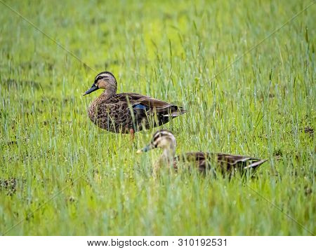 An Eastern Spot-billed Duck, Anas Zonorhyncha, Standing In A Japanese Rice Field In Kanagawa, Japan.
