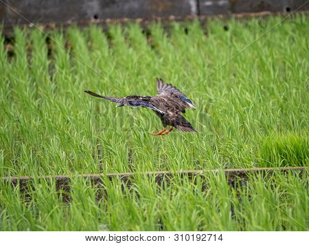 An Eastern Spot-billed Duck, Anas Zonorhyncha, Landing In A Flooded Rice Paddy In Central Kanagawa, 