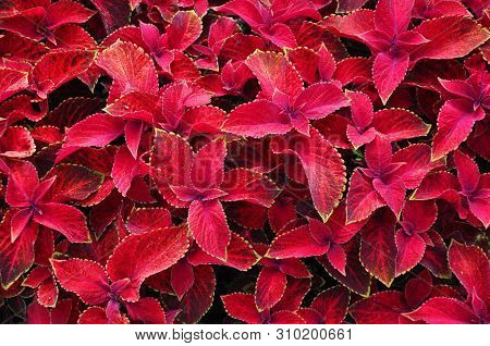 Bright Red Leaves Of Perennial Plant Coleus, Plectranthus Scutellarioides. Decorative Red Velvet Col