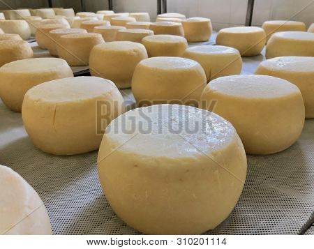 Wheels Of Italian Cheese Laying Out In Rows At A Creamey