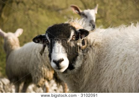 Yorkshire Dales schapen