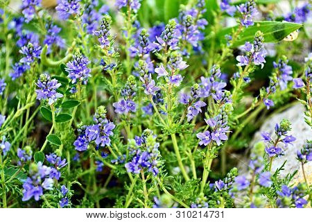Field Meadow Flowers Of Purple, Summer, Spring, Nature, Landscape Or Screensaver For Your Desktop.