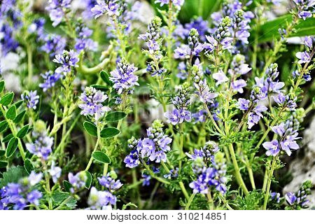 Field Meadow Flowers Of Purple, Summer, Spring, Nature, Landscape Or Screensaver For Your Desktop.
