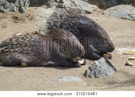 Close Up Portrait Of Indian Crested Porcupine, Hystrix Indica Couple Eating Vegetables And Bread, Ou