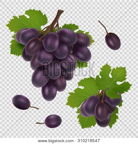 Black Grape Vector Illustration. Bunch Of Grapes, Leaves And Berries Realistic Vector Image Isolated