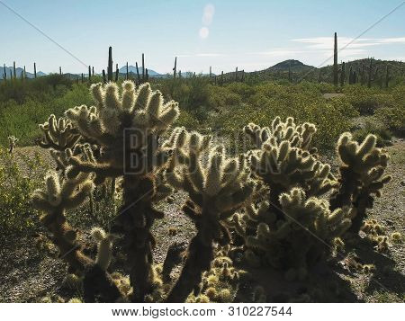 Wide Angle View Of A Cholla Cactus In Ajo, Az