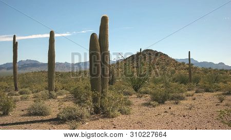 Wide Shot Of Several Saguaro Cactus And The Ajo Mnts In Arizona