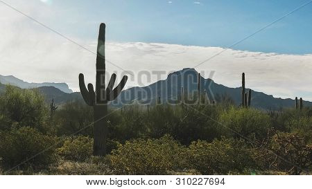 Morning Shot Of A Silhouetted Saguaro Cactus Near Ajo, Az