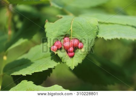 Pink Wild Rose Galls On Green Leaves