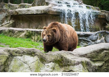 Save An Animal Today. Wild Animal Of The Bear Family In Natural Environment. Wild Bear Species. Brow