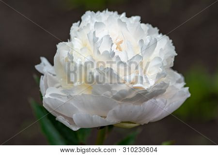 Macro Shot Of White Peony In Soft Focus