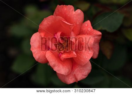Macro Shot Of Red Flower With Dew Drops