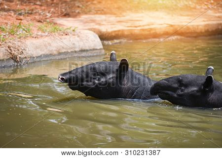 Tapir Swimming On The Water In The Wildlife Sanctuary / Tapirus Terrestris Or Malayan Tapirus Indicu